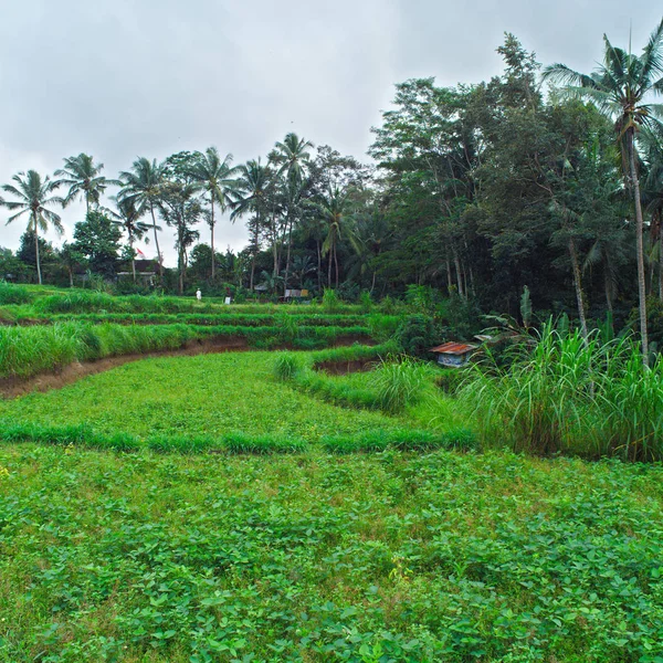 Πράσινο Ρύζι Πεδία Μπαλί Ινδονησία — Φωτογραφία Αρχείου