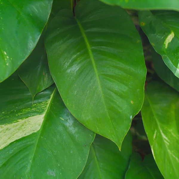 Tropiska Vaxartade Gröna Blad Abstrakt Bakgrund — Stockfoto