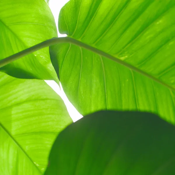 Tropical Waxy Green Leaves Abstract Background — Stock Photo, Image