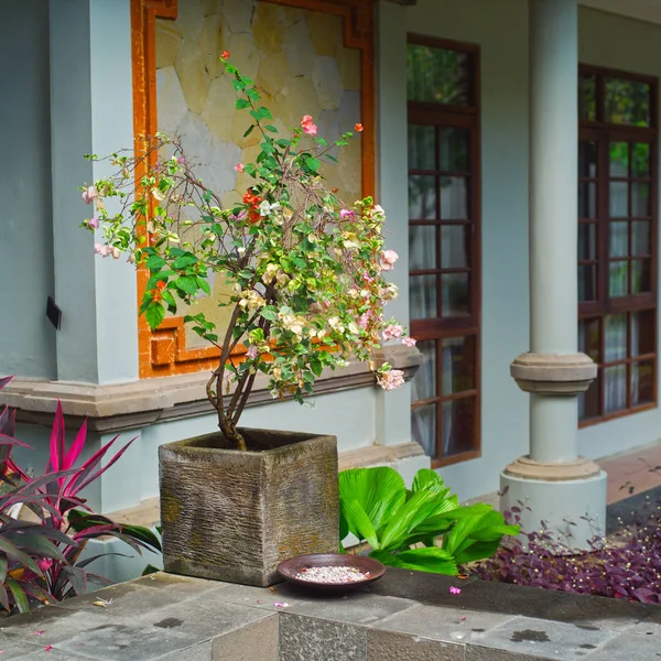 在桌子上的花盆里的盆景树 印度尼西亚 巴厘岛 — 图库照片