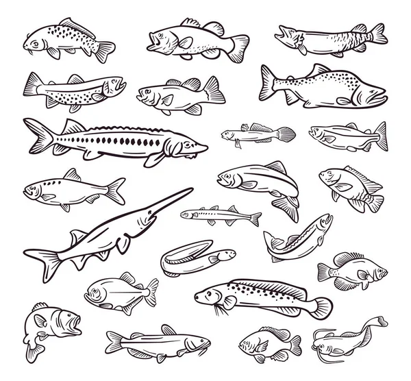 Tipo de comida do mar, peixe do mar recolha desenhada à mão — Vetor de Stock