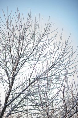 Frost'un üzerinde mavi gökyüzü arka plan boşaltmak ile karla kaplı güzel kahverengi ağaç dalı