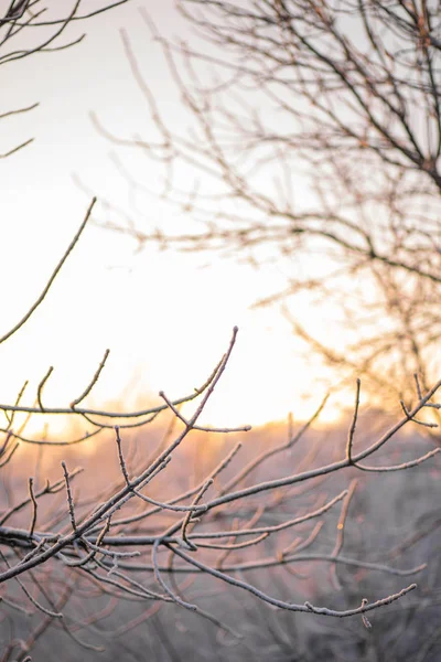 Le soleil illumine les branches d'un arbre nu en hiver, recouvert de neige blanc givre rose rayons jaunes dans la belle forêt d'hiver gros plan — Photo