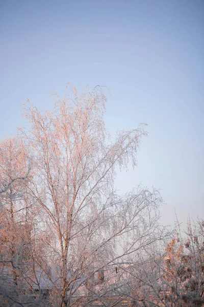 Bela árvore de vidoeiro delgado no inverno coberto com neve branca no fundo do céu ensolarado azul — Fotografia de Stock