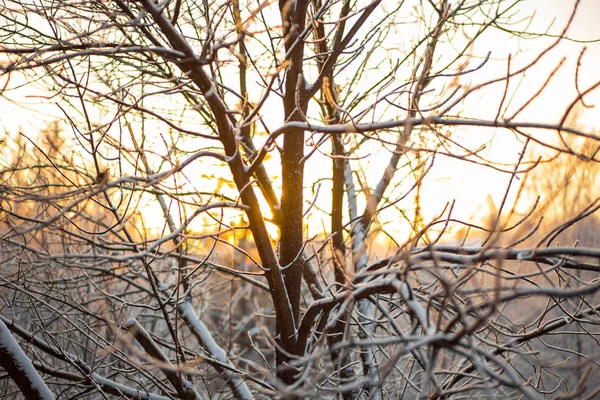 Le tronc brun d'un arbre nu avec beaucoup de belles longues branches bouclées couvertes de neige blanche, avec un gros plan sur le gel en hiver silhouette de forêt enchantée froide soleil jaune vif coucher de soleil lever du soleil — Photo