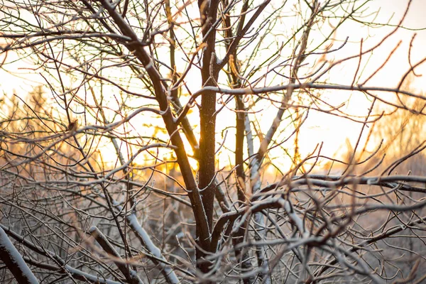 Camouflaged Sniper in the Forest Stock Photo - Image of people, scout:  148201428