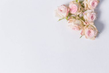 güzel narin çiçek gül köşesindeki beyaz bir arka plan üzerinde etiket, yakın çekim, en iyi görünüm için yer ile sprey