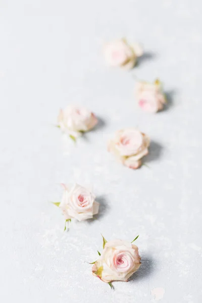 beautiful spray roses, pink flowers vertically on a white variegated gray background, close-up