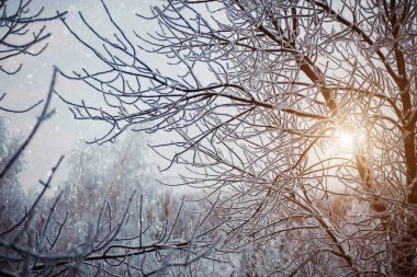 Kar üzerinde güzel beyaz kış ağaçları