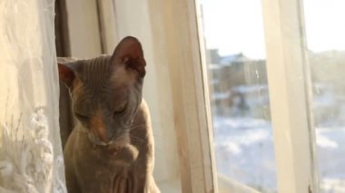 Sfenks 'in kedisi pencere kenarında oturur ve perdelerin arkasından dışarı bakar.