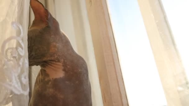 Linda cinza Sphinx gato está sentado perto do peitoril da janela — Vídeo de Stock