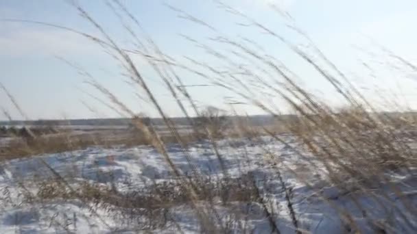 Winter field with yellow ears — Stock Video