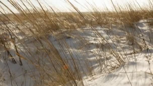 Oreille dorée de blé dans la neige — Video