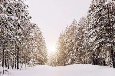 Güzel kış doğası, beyaz kar