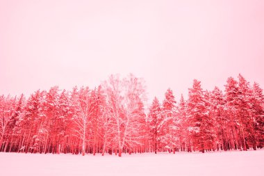 Güzel kış doğası, beyaz kar