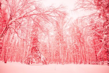 Güzel kış doğası, beyaz kar