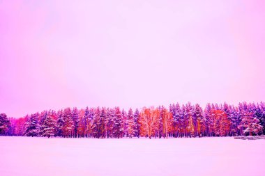 Güzel kış doğası, beyaz kar