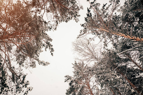 деревья против неба зимой
