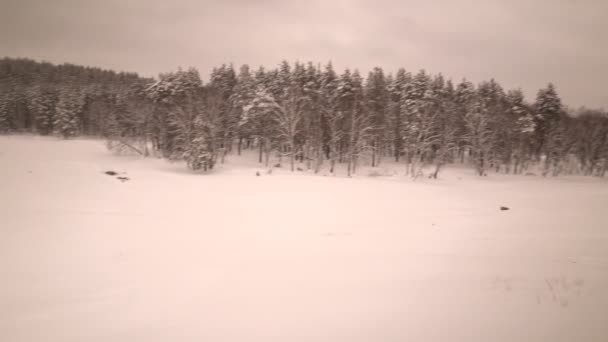 Beautiful winter nature. trees, white — Stock Video