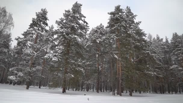 美丽的冬天，白雪 — 图库视频影像