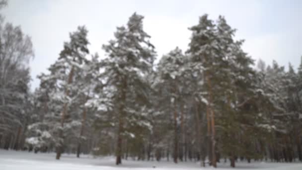 Śnieg pada na tle rozmytych sosen. — Wideo stockowe