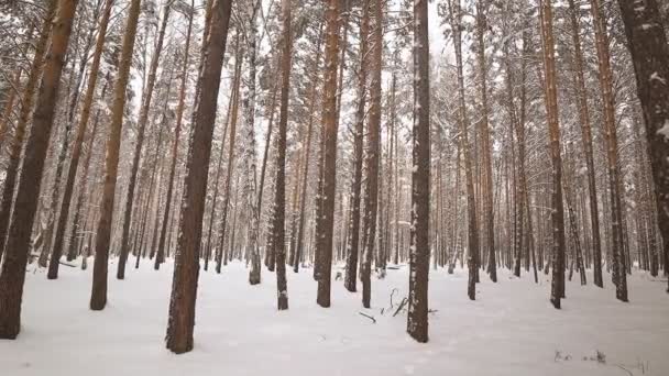 Bella natura invernale innevata — Video Stock