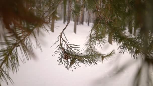 Schöne schneebedeckte Winternatur — Stockvideo