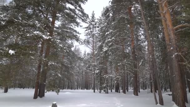 Schöne schneebedeckte Winternatur — Stockvideo