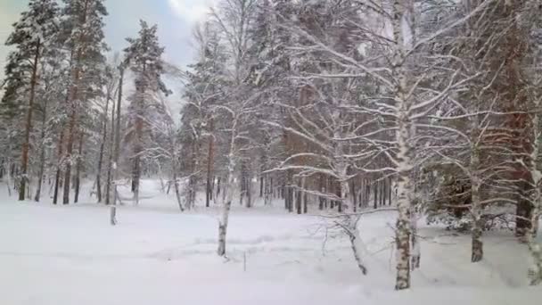 Hermosa naturaleza nevada de invierno — Vídeo de stock