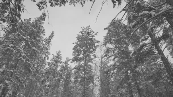 美丽多雪的冬季自然 — 图库视频影像