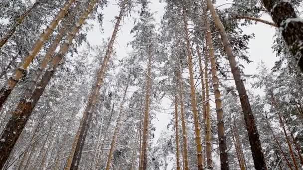 Hermosa naturaleza nevada de invierno — Vídeo de stock