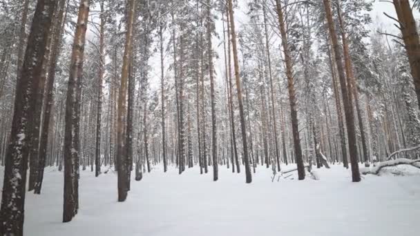 Hermosa naturaleza nevada de invierno — Vídeos de Stock