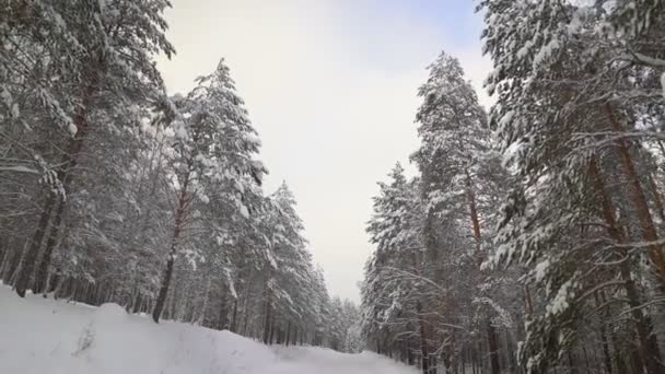 Vacker snöig vinternatur — Stockvideo