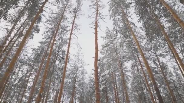 Krásná zasněžená zimní příroda — Stock video