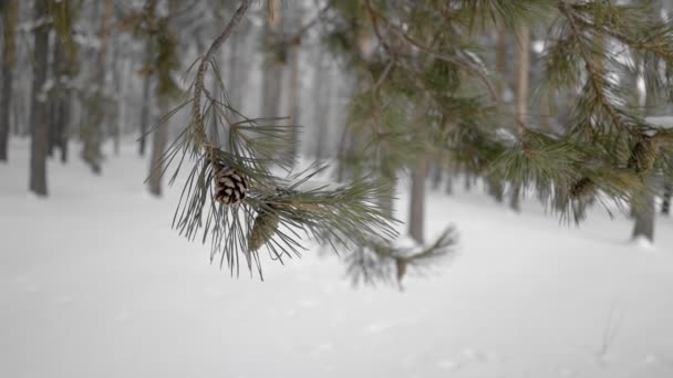 美丽多雪的冬季自然 — 图库视频影像