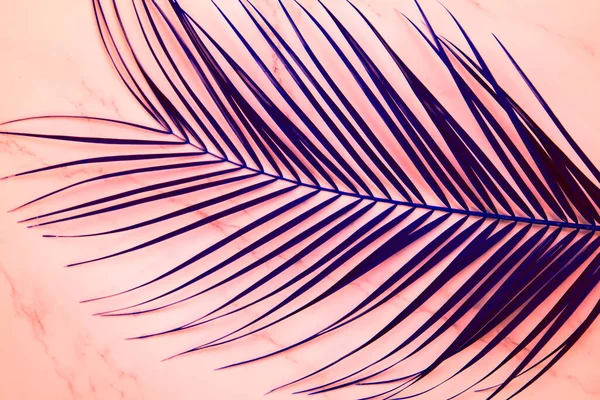 Palm leaf on pink background