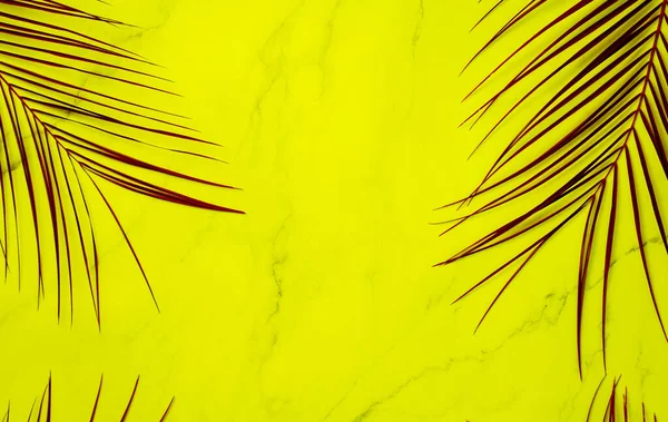 Frame of tropical palm leaf