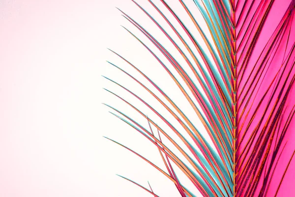 Тропический пальмовый лист на цветном фоне — стоковое фото