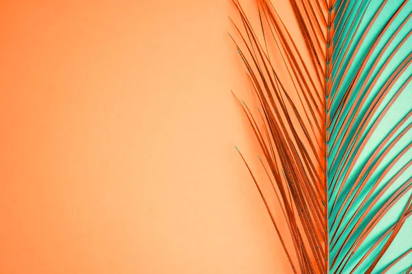 Tropisches Palmblatt auf farbigem Hintergrund — Stockfoto