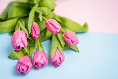 Pembe ve mavi bir arka planda güzel bahar çiçekleri laleleri, yakın plan. Metin için kaynak kopyalama alanı