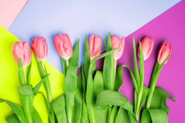 Çok renkli arka planlarda kırmızı lalelerle güzel bir bahar arkaplanı, üst manzara, yakın çekim