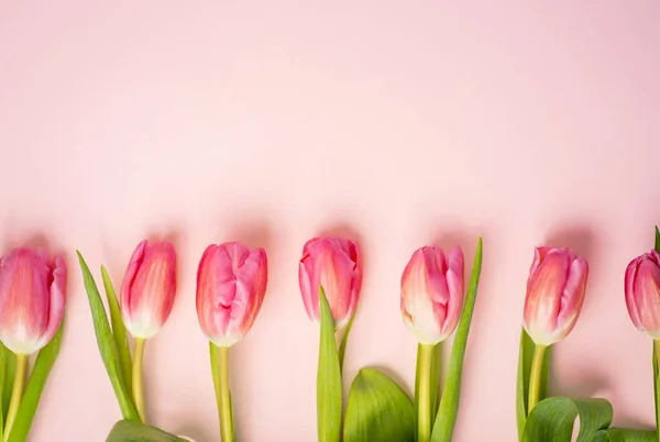 Beautiful fresh pink tulips on a colored paper background with copy space, closeup