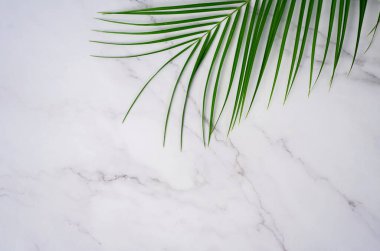 Beyaz mermer zemin üzerinde tropik yeşil palmiye yaprağı. Düz yerde, üst tarafta. Metnin için alanı kopyala. Robelini şubesi.