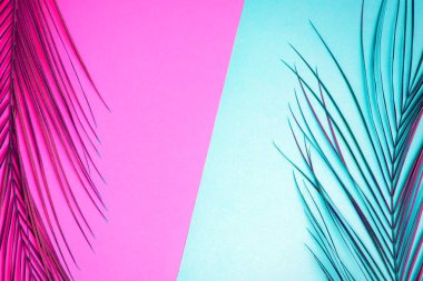 Tropikal parlak pembe ve mavi arka plan boyalı tropikal palmiye yaprağı. Minimalist, yaz konsepti. Düz konum, üst görünüm, metin için boşluk kopyala.