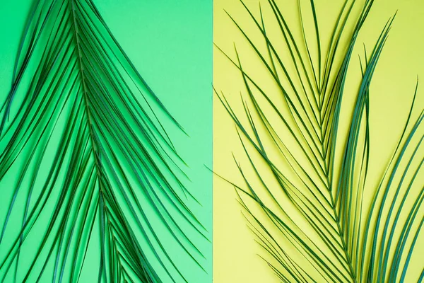 Gyönyörű Fényes Nyári Kéthangú Háttér Felülnézetből Lapos Fekvéssel Pálma Trópusi — Stock Fotó