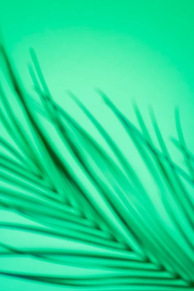 Tropical palm leaves on turquoise background with copy space for your text. Summer concept. Top view, flat lay. Soft focus.