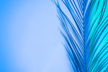 Gökyüzü mavisi arka planda tropik palmiye yaprağı ve metin için kopyalama alanı. Yaz, minimalist kavram. Üst manzara, düz uzanma.