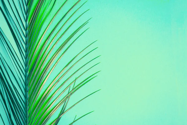 Fundo Hortelã Brilhante Tropical Com Folha Palmeira Data Laranja Pintada — Fotografia de Stock