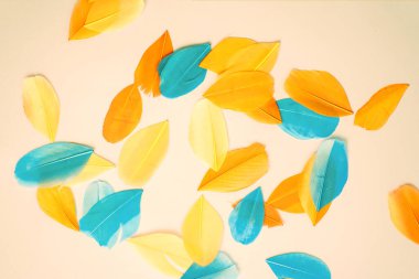 Renkli arka planda turuncu mavi sarı tüyler. Renkli tüyler. Üst manzara, düz uzanma.