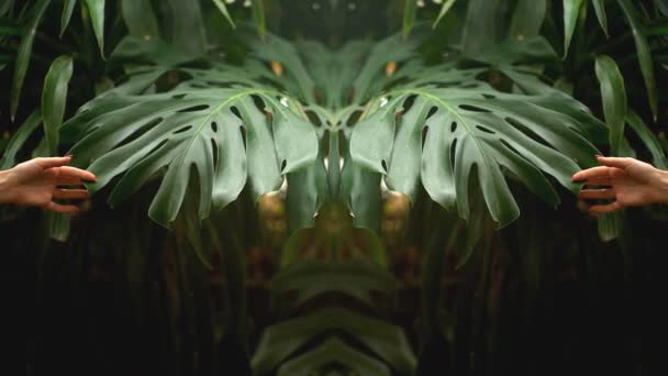 Beautiful mirror video with large green leaves of monstera. Female hands moving leaves — Stock Video